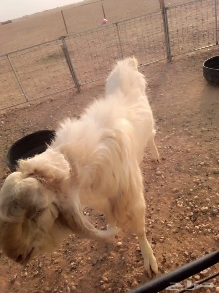 تيس هولندي 3