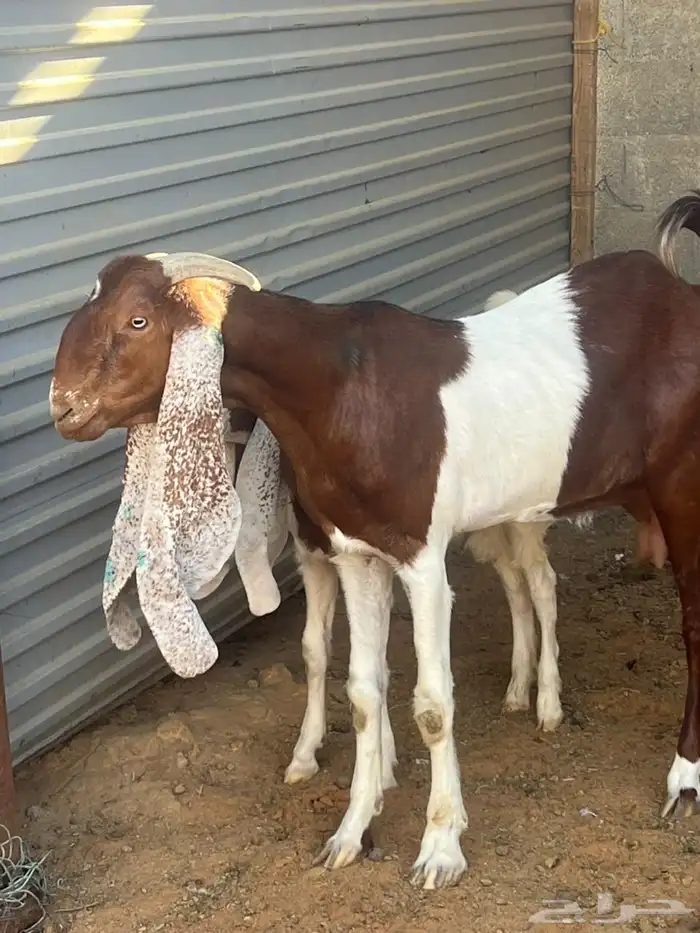 عنز هولنديه تحتها جفر 0