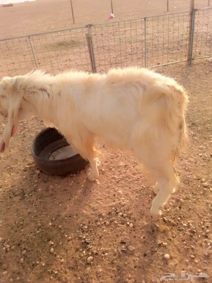 تيس هولندي 4