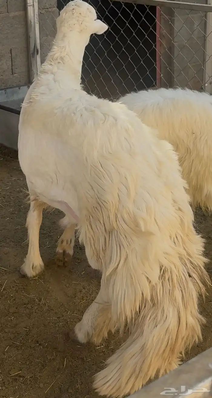 فحل نادر من اندر فحول الساحة 7