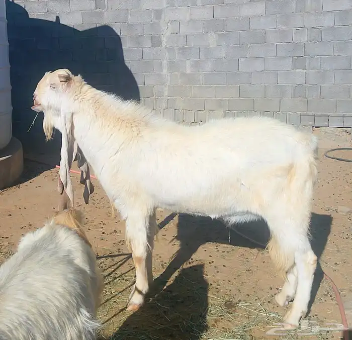 معزا مشاريك على هولندي 0