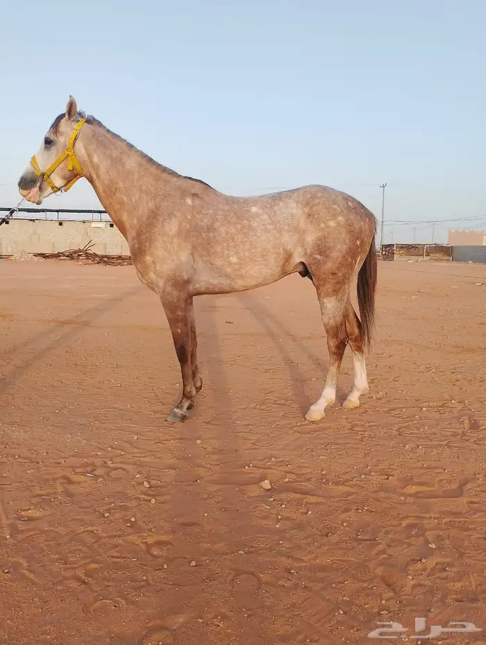 حصان صرعة عربي اصيل ابن مستند الخالدية 30