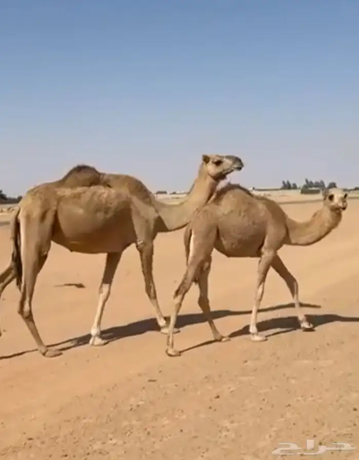 رحول وبنتها 0