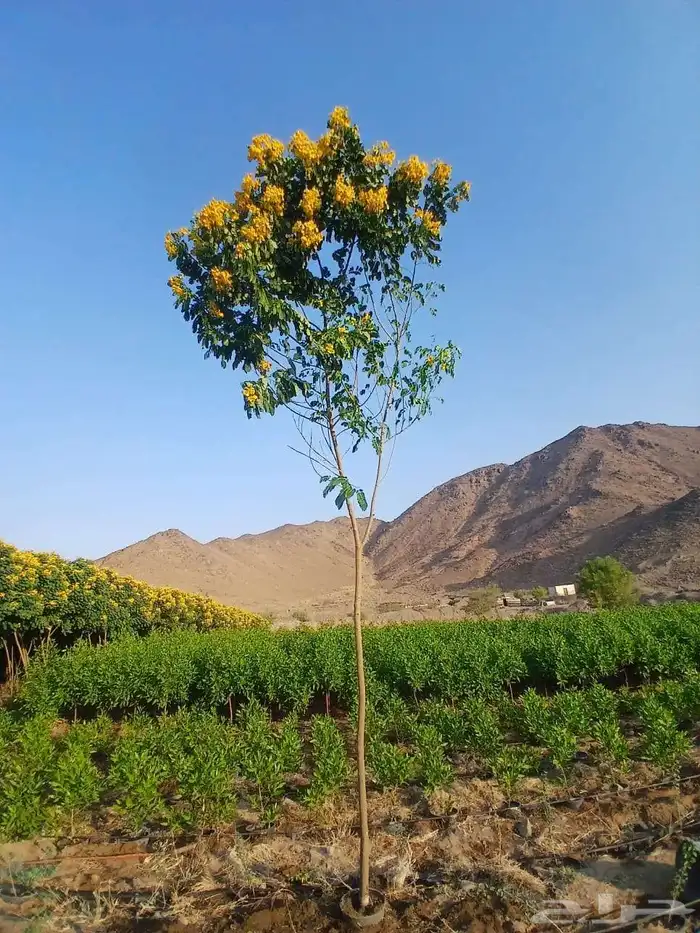 مشاتل الدمام للطلب وكميات 9