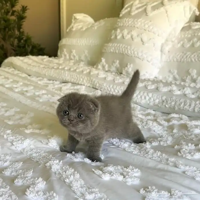 سكوتش فولد قزمة مميزة 5