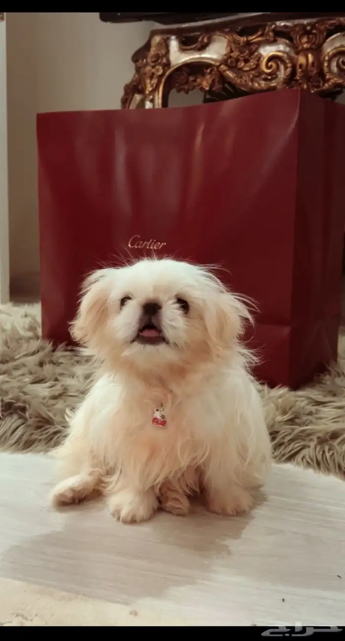 كلب بكينيز نادر 0