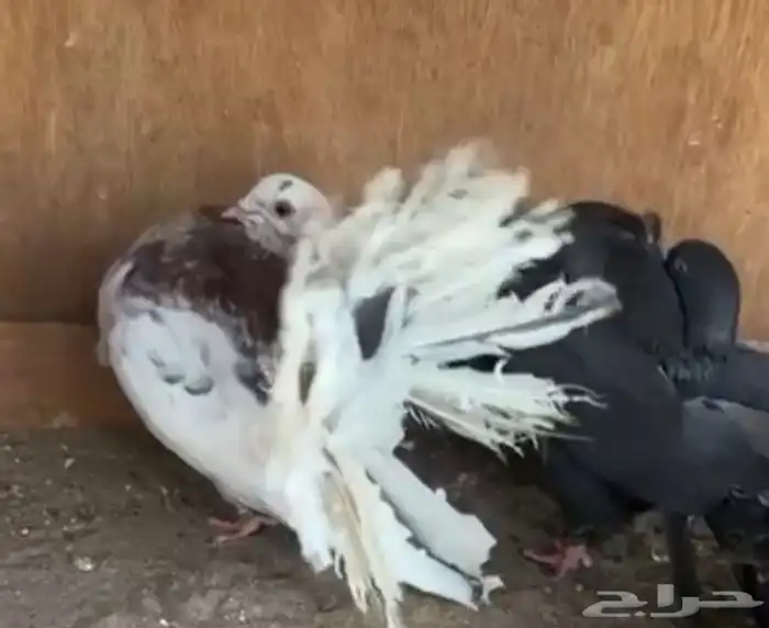 رقاص هولندي فناتيل 5