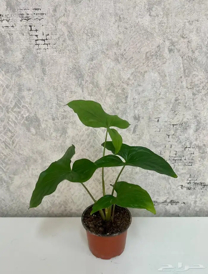 نبتة سهمية 0