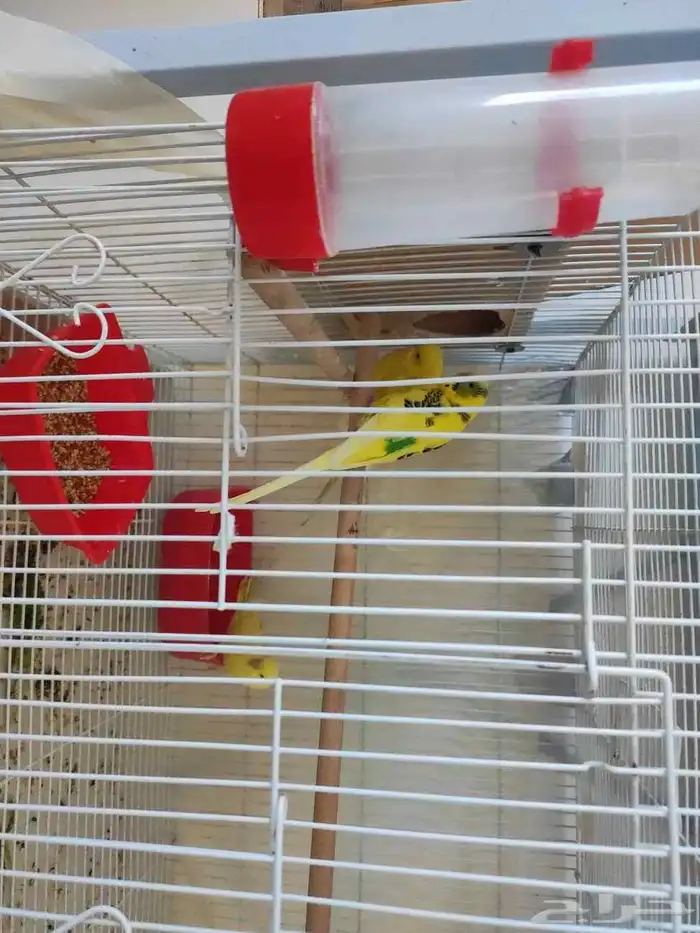 زوج بادجي الذكر انقليزي والانثى بينو 2