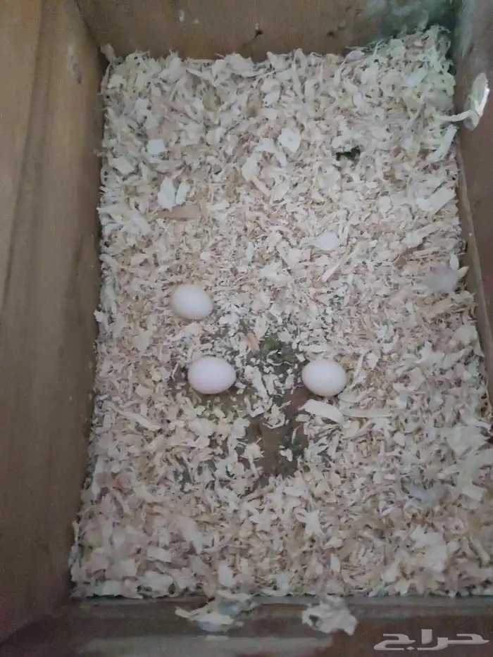 زوج بادجي الذكر انقليزي والانثى بينو 0