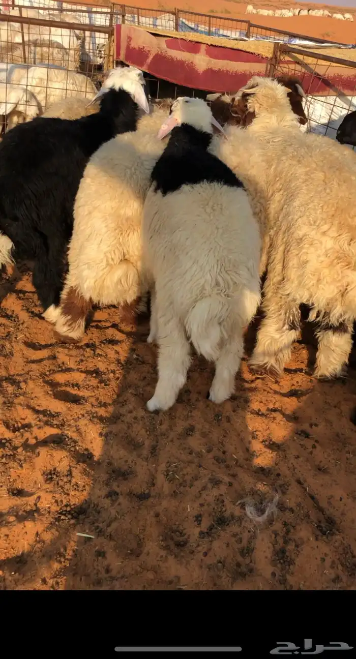 للبيع بهم خرفان جبر 0