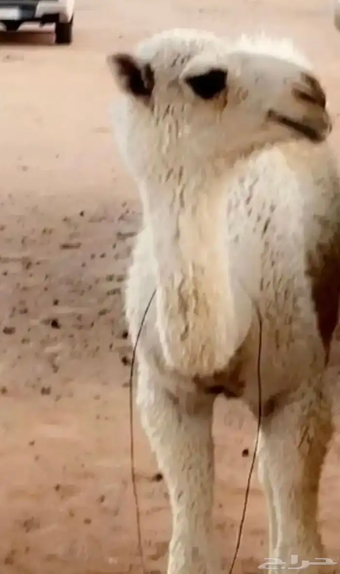 بعير باتلي فحل للبيع او البدل 2