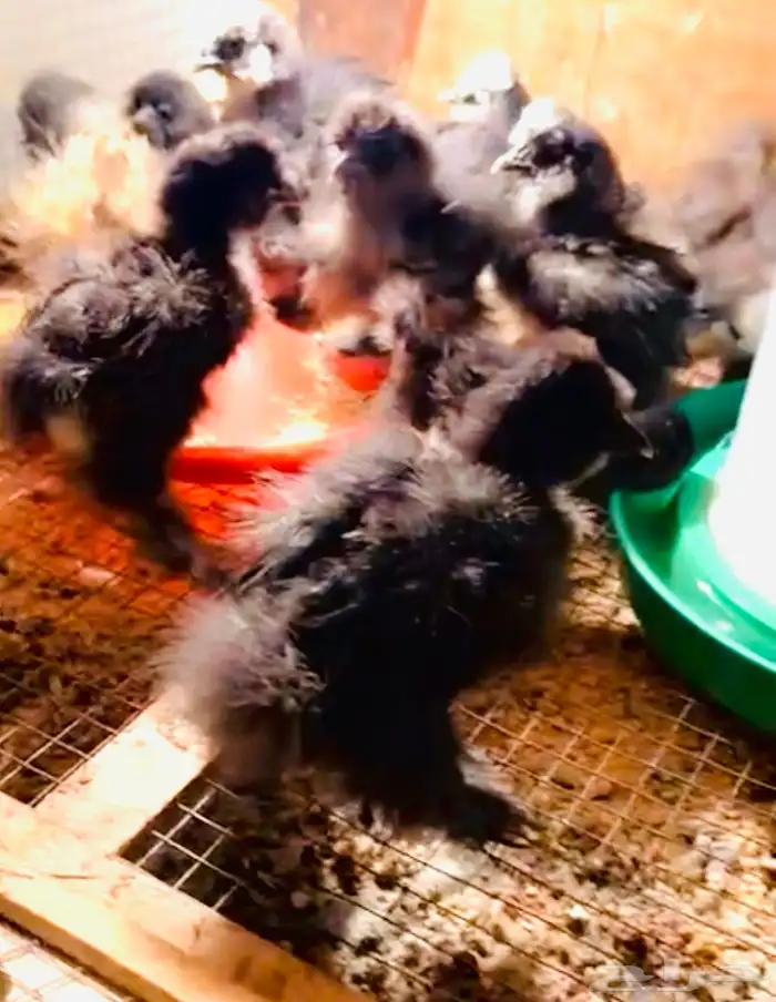 فروخ قطني امريكي ( Balck ) اسود نوادر 1