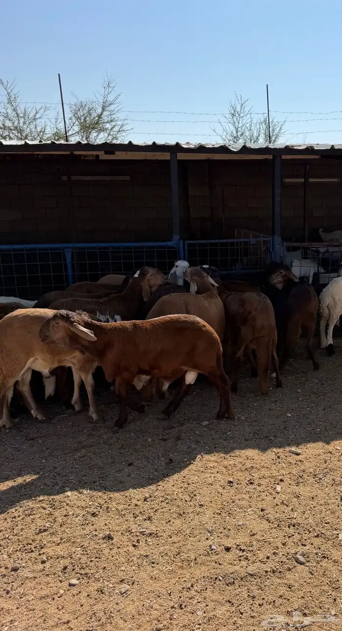 طليان سواكن حمريات تربيه رقم واحد كاش واقساد 0