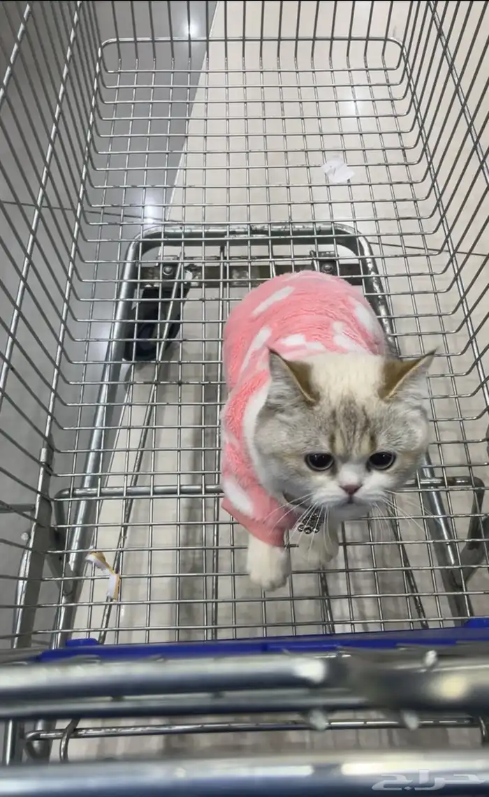 قط سكوتش ستريت مع دولابها الخاص 1