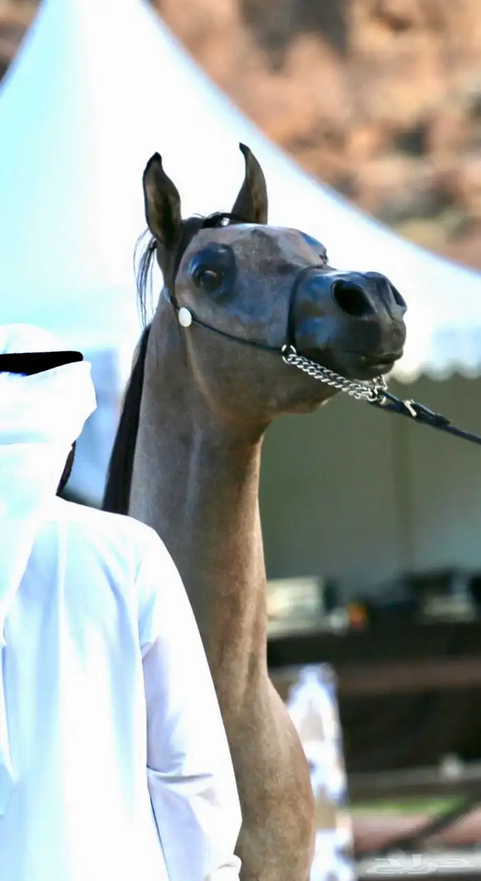 الفحل فيكتور الخالد متاح للتشبيه للواهو و الشعبي 14