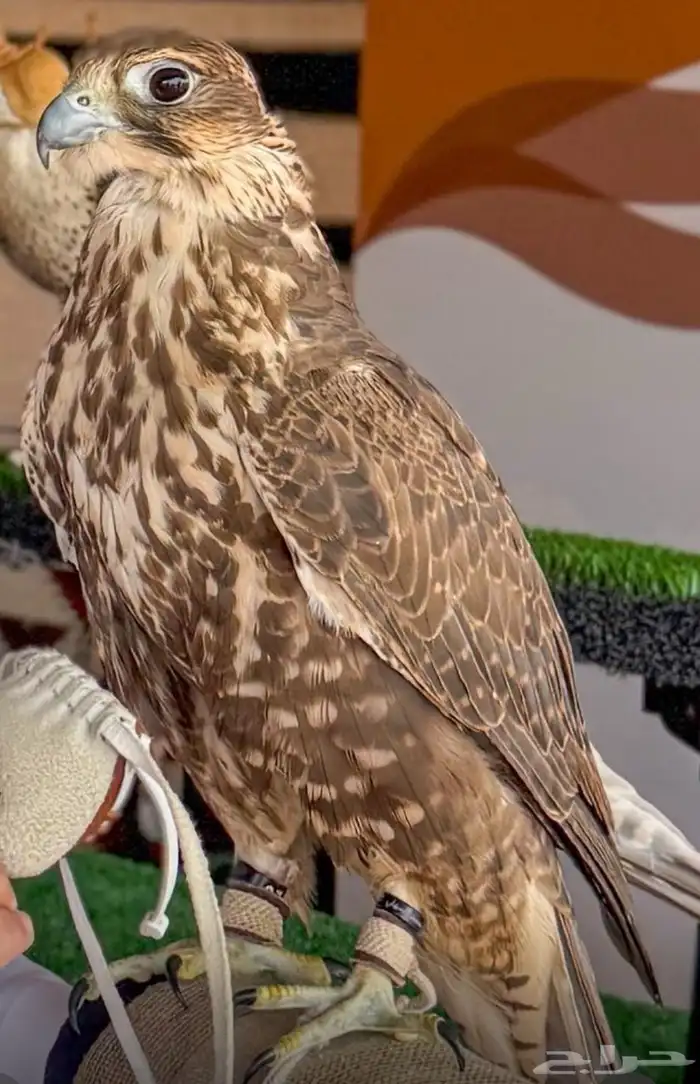 حر اصيل عرض 17 في طول 17 العمر 2