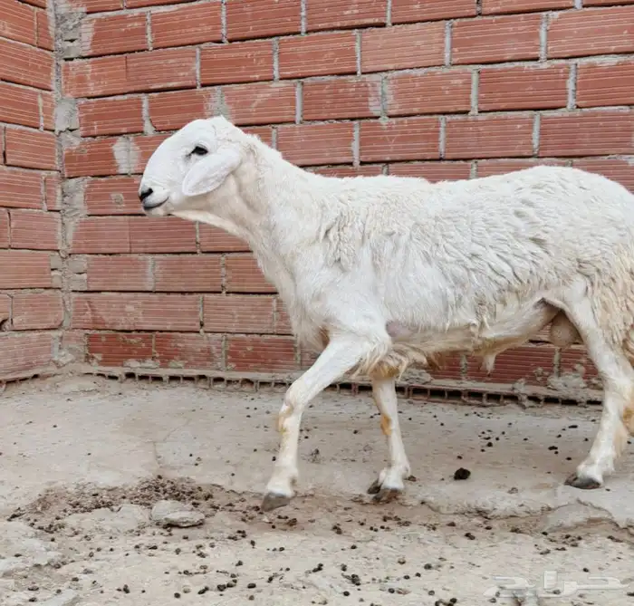 للبيع فحل حري ثني مشروط 0