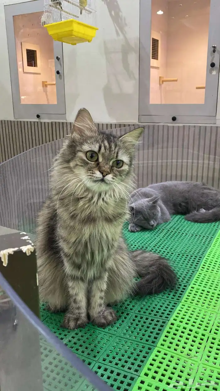 قط تبني مع جمييع أغراضها ب 300 شامل الشاور وكشفية دكتوره 0