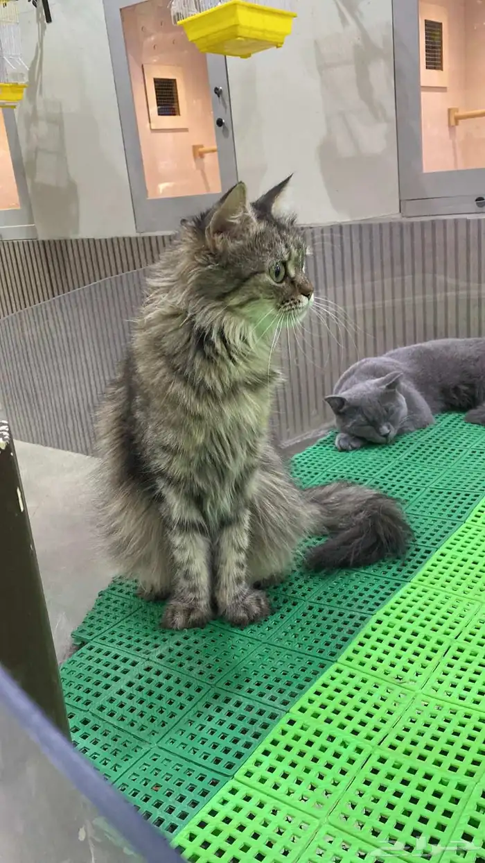 قط تبني مع جمييع أغراضها ب 300 شامل الشاور وكشفية دكتوره 1