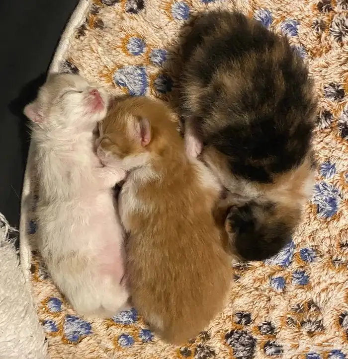 3قطط للبيع 15