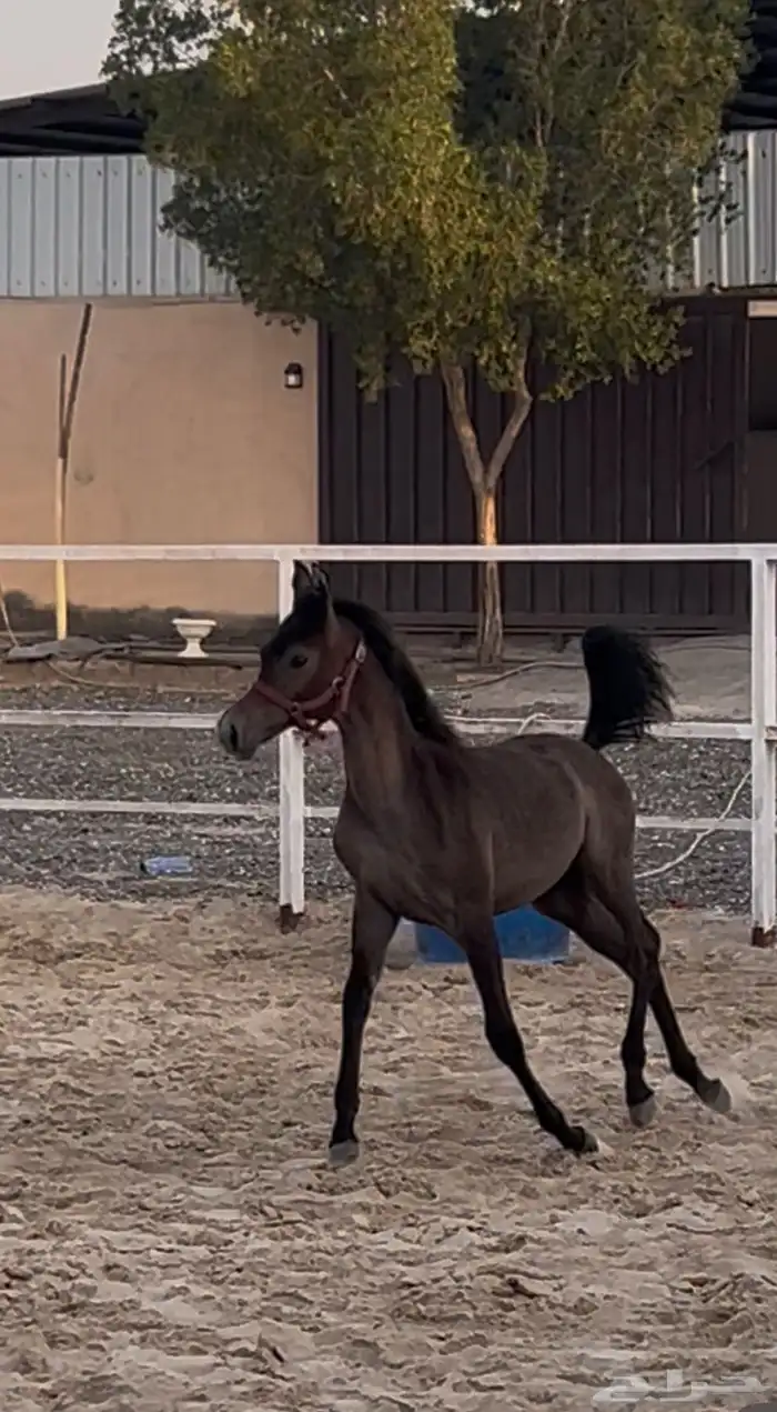 مهره شعبيه 5