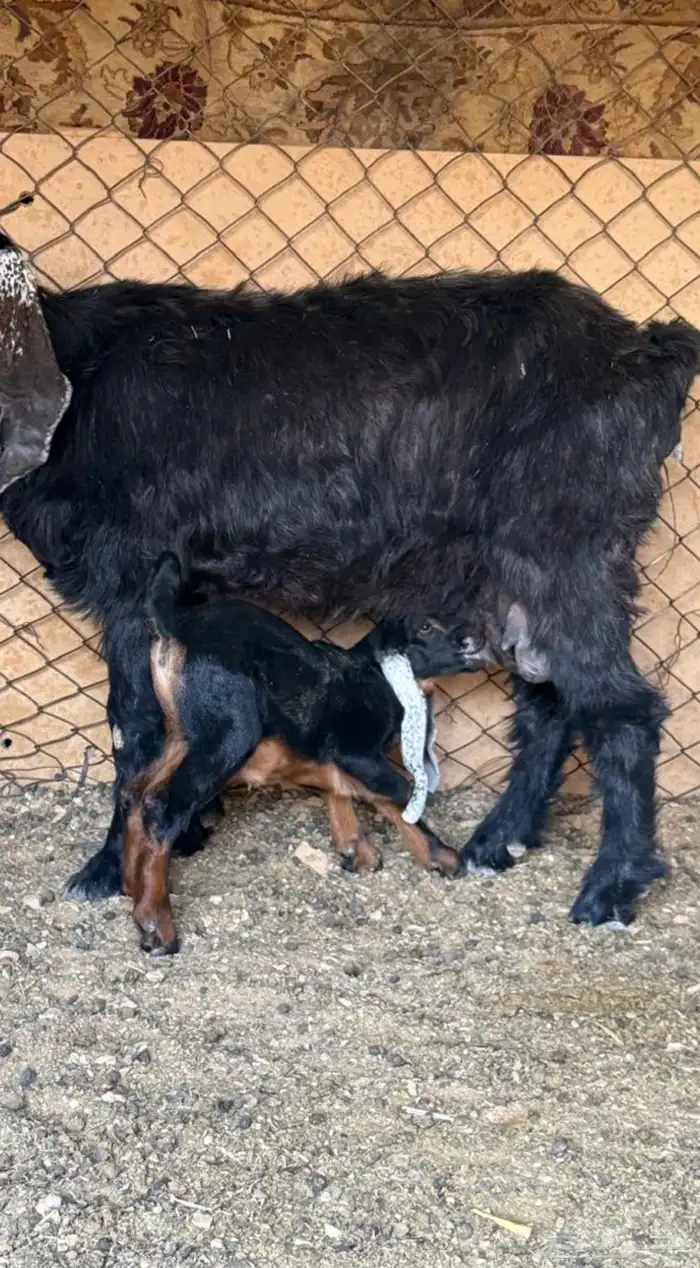 عنزين كل وحده تحتها واحد 2