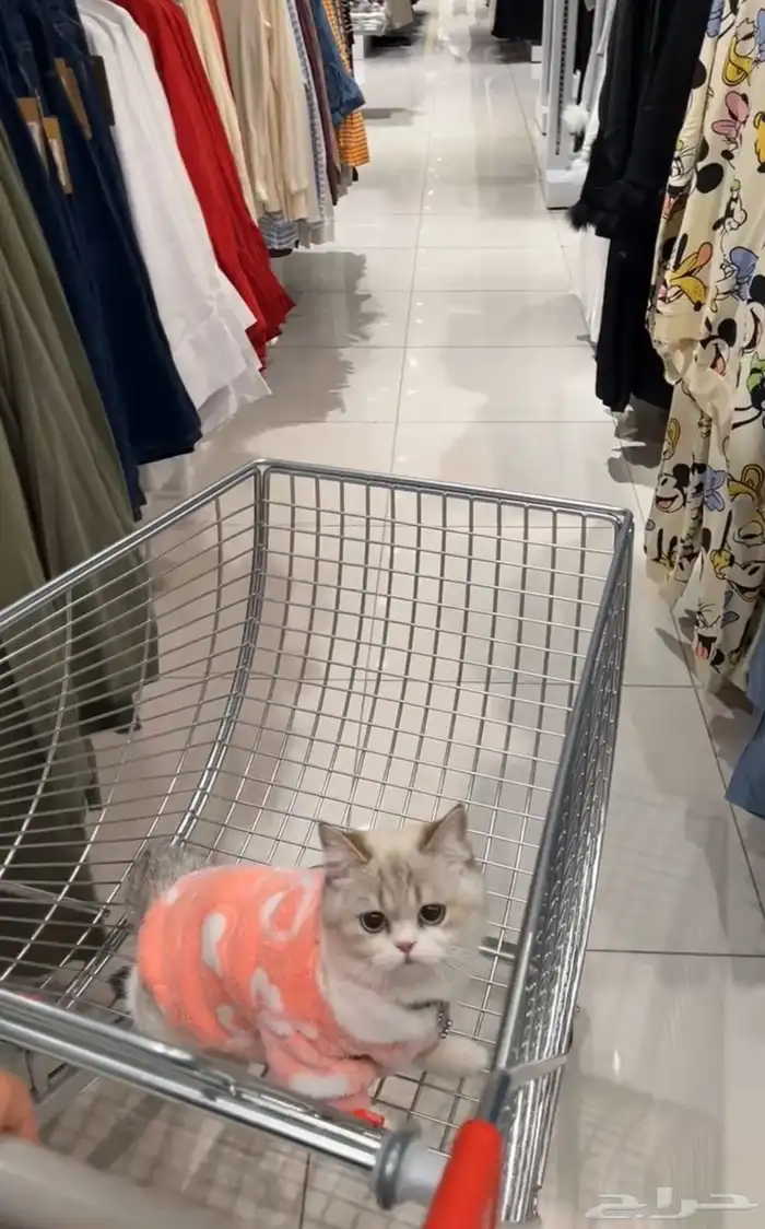 قط سكوتش ستريت مع دولابها الخاص 2