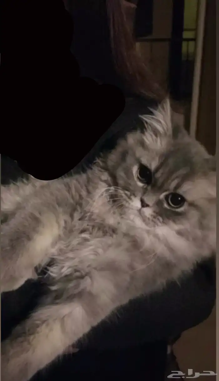 قطط للتبني 3