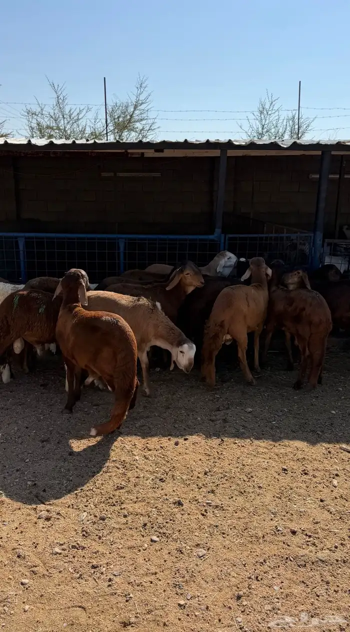 طليان سواكن حمريات تربيه رقم واحد كاش واقساد 1