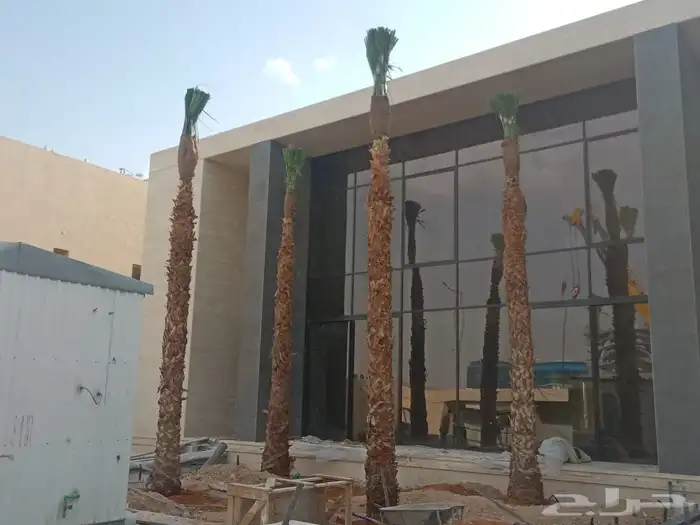 نخيل عربي وشطني زينه لتوصل 6