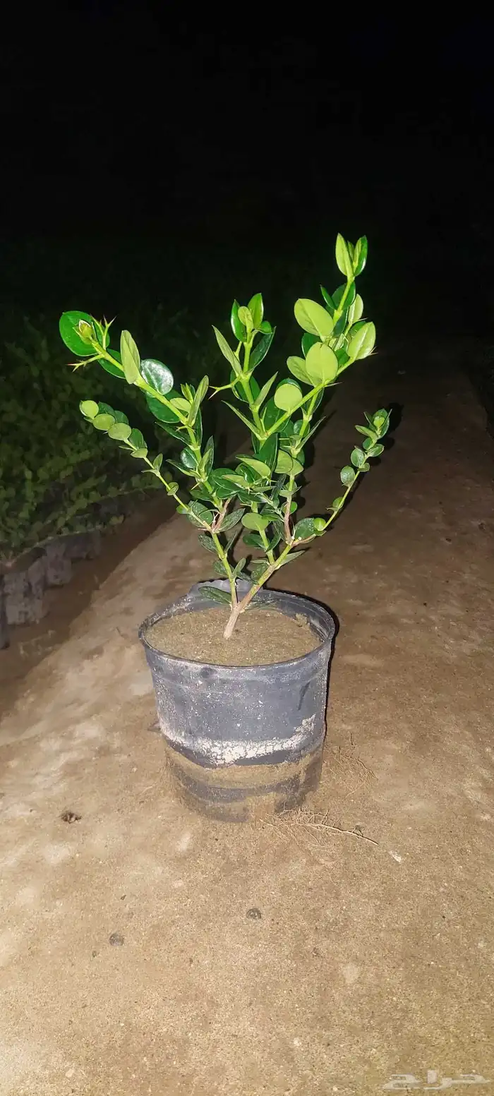 مشتل لبيع جميع انواع الشجر 9