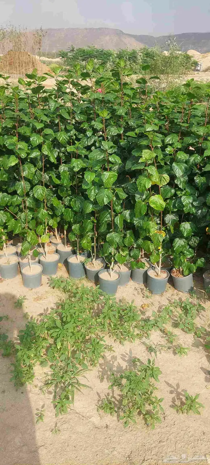 مشتل لبيع جميع انواع الشجر 6