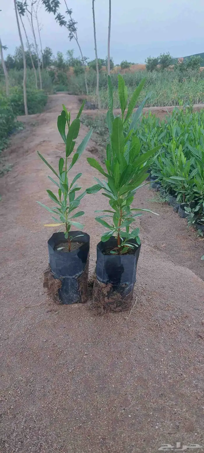 مشتل لبيع جميع انواع الشجر 0