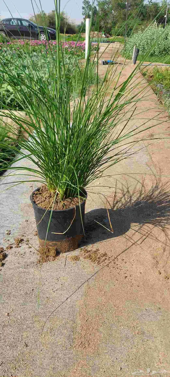 مشتل لبيع جميع انواع الشجر 2