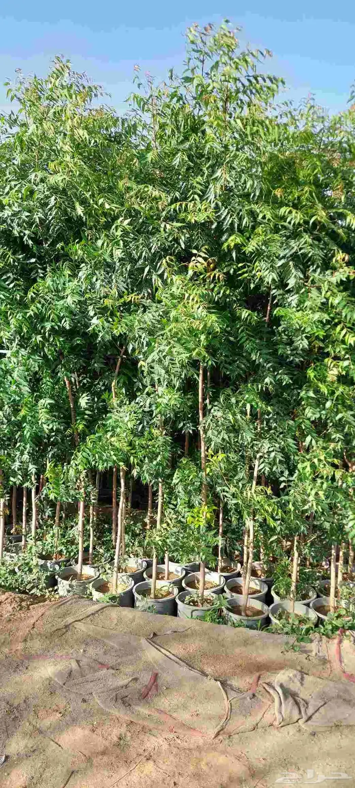 مشتل لبيع جميع انواع الشجر 1