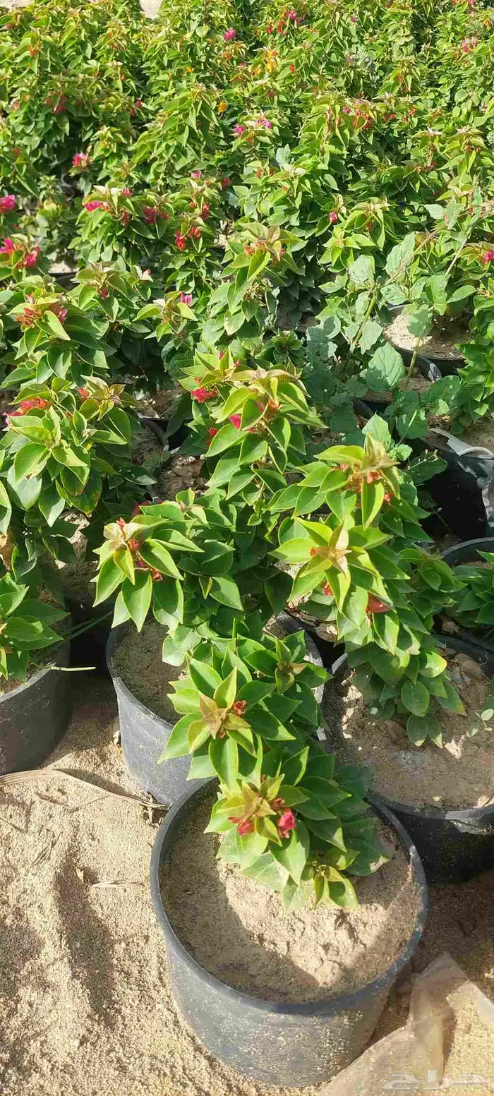 مشتل لبيع جميع انواع الشجر 5