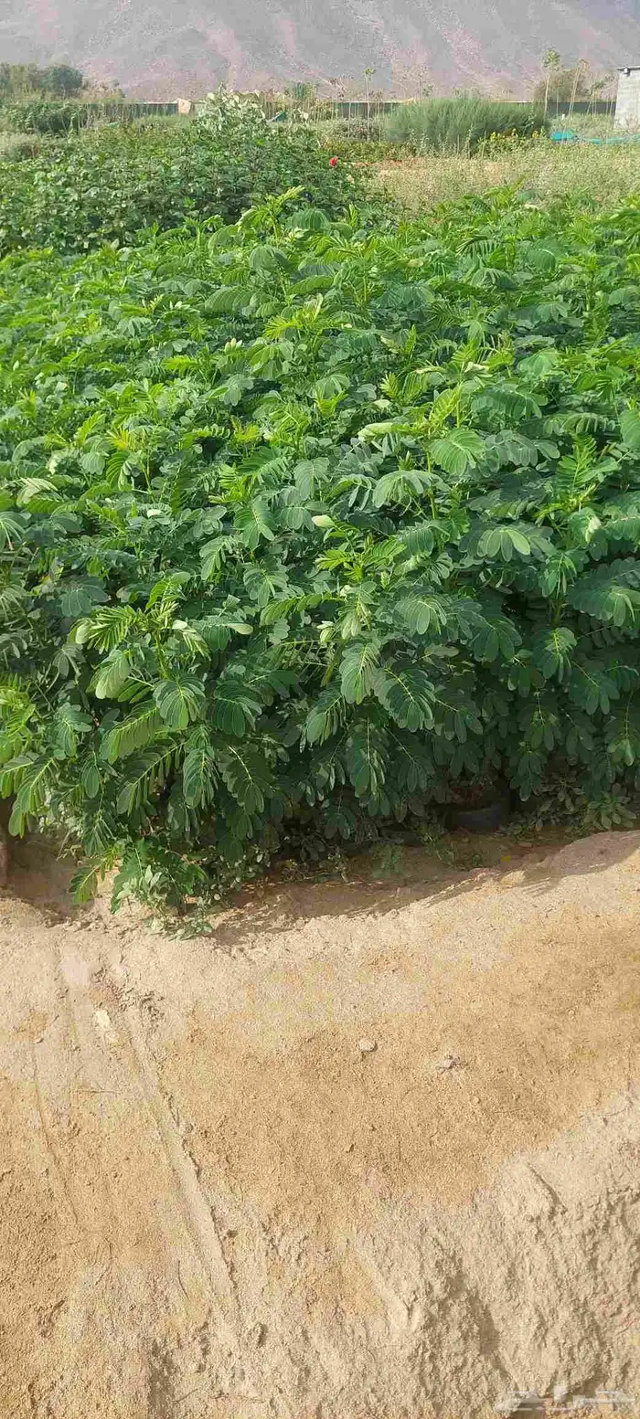 مشتل لبيع جميع انواع الشجر 7