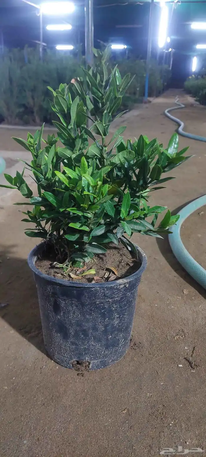 مشتل لبيع جميع انواع الشجر 8
