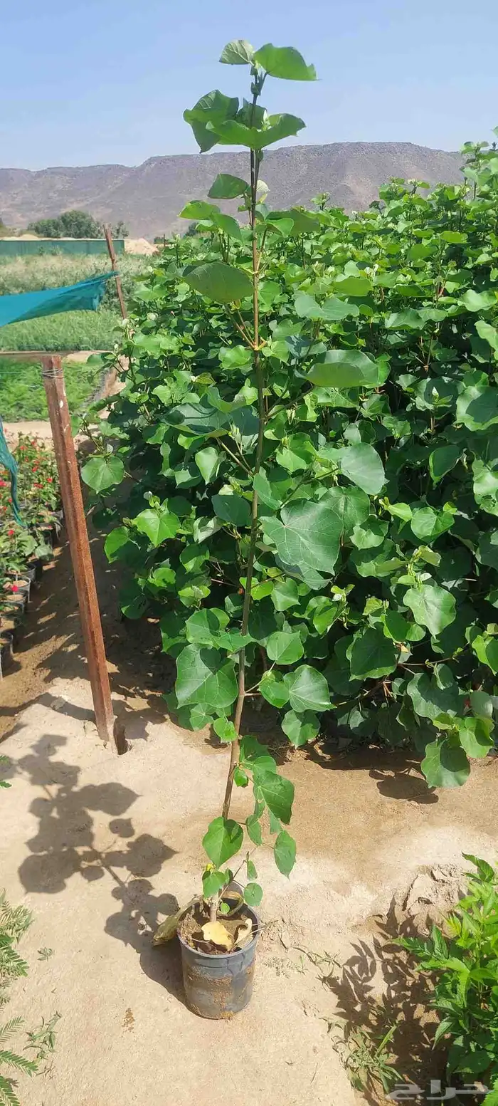 مشتل لبيع جميع انواع الشجر 3