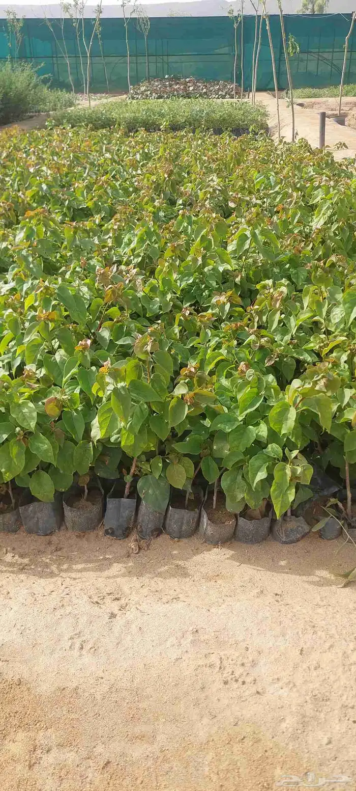 مشتل لبيع جميع انواع الشجر 4