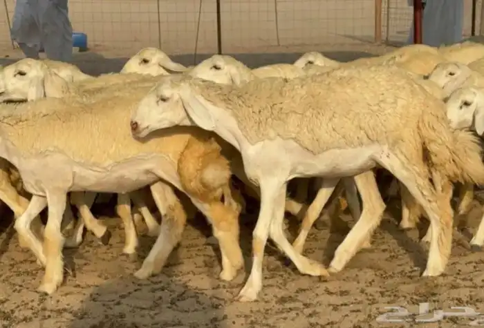 غنم حريات رخال جدعات 3