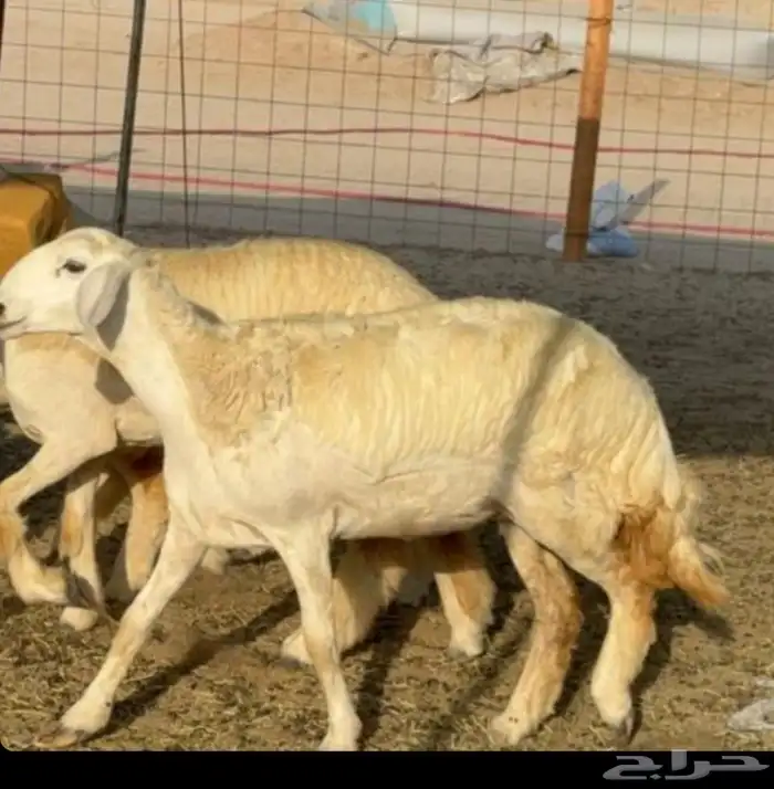 غنم حريات رخال جدعات 5