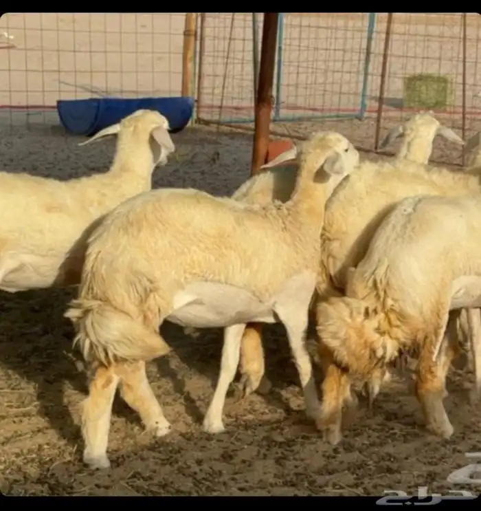 غنم حريات رخال جدعات 6