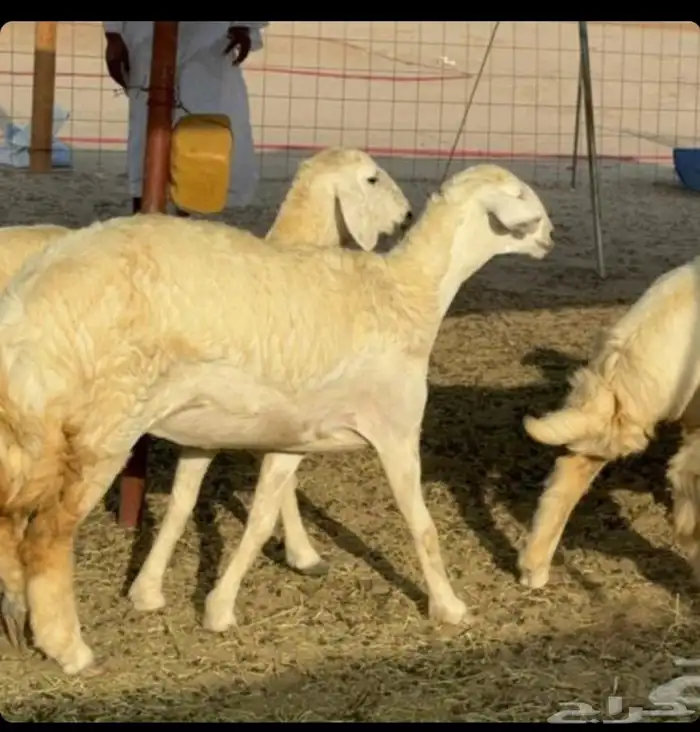 غنم حريات رخال جدعات 2