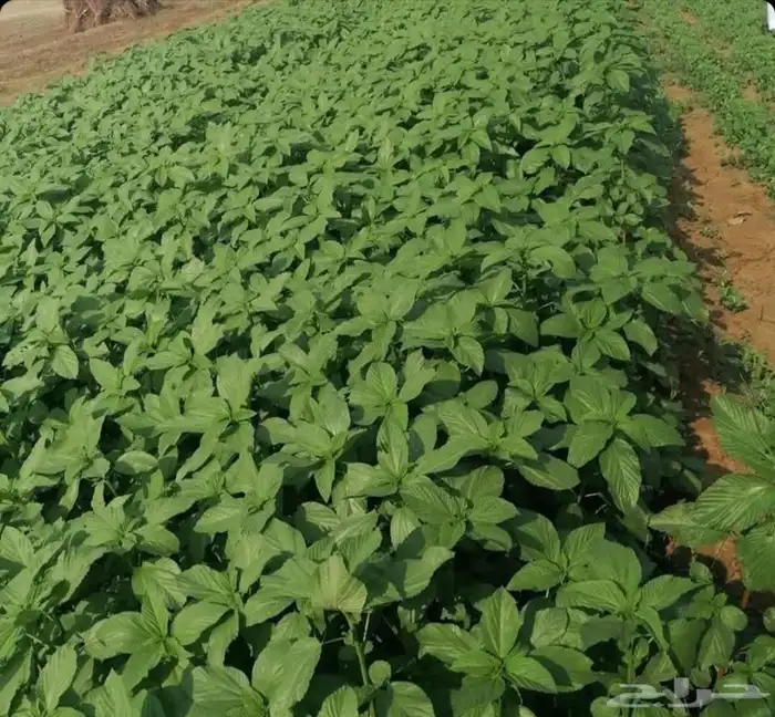 بذور الملوخيه الجيزاني البلدي الكيس 50 ك ب750 ريال 0