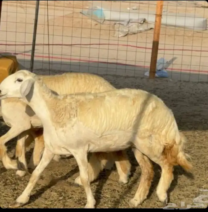 غنم حريات رخال جدعات 4