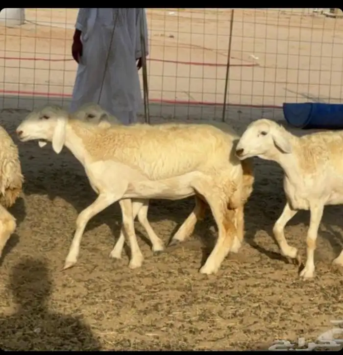 غنم حريات رخال جدعات 1