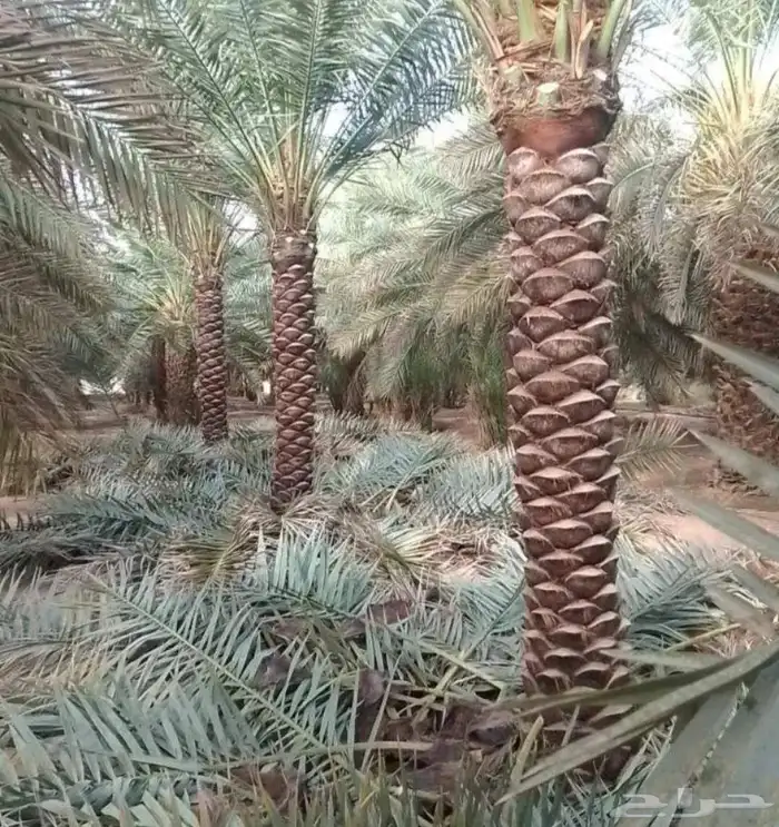 نخل للبيع جميع انواع انخيل العربي والوشنطني 9