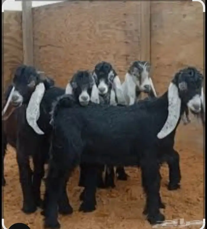 ذبيحتك واصله لبيتك 2